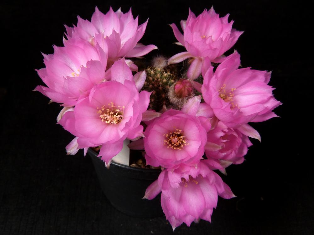 Chamaecereus